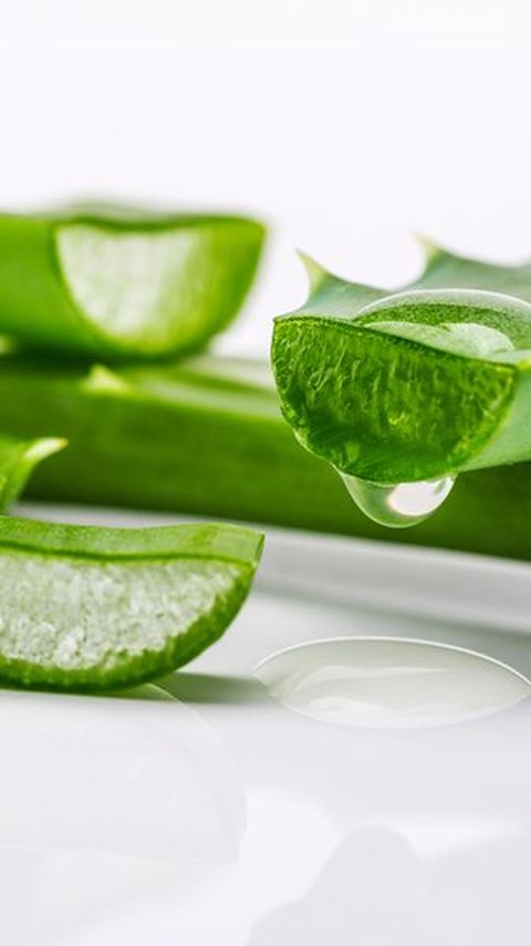 What are the Benefits of Aloe Vera Shampoo for Hair? Here's How to Choose the Right Product