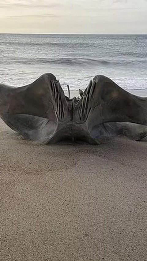 Misteri Tengkorak Raksasa dari Monster Laut Seberat 40 Ton yang Ditemukan Terdampar di Pantai AS Akhirnya Terkuak