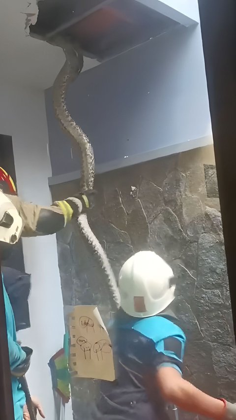 Dramatic Moment of Evacuating Giant Python from Resident's Ceiling in Surabaya, Requires 3 Officers to Subdue the Snake