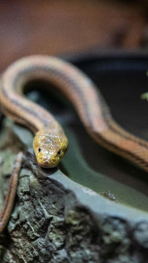 Mitos Ular Kawat, Kedatangannya Diyakini Jadi Pertanda Buruk