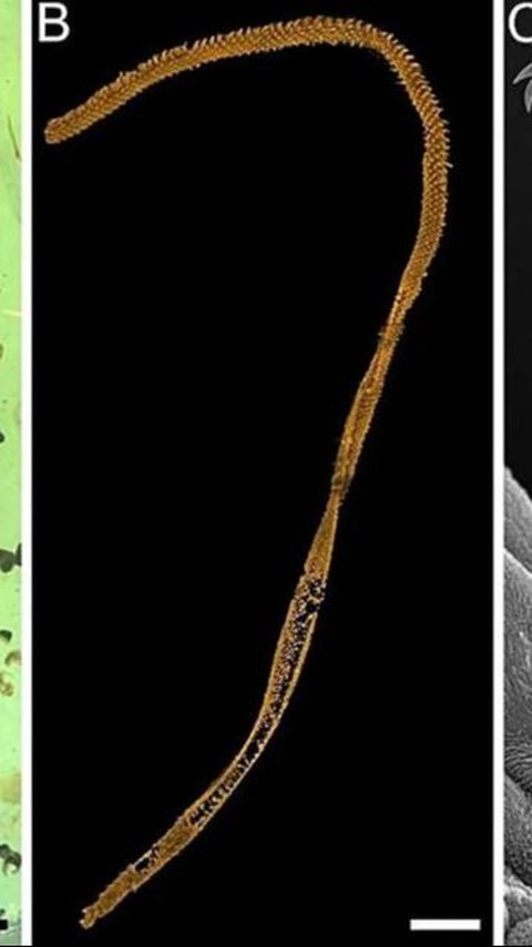 Ilmuwan Dibikin Pusing Gara-Gara Fosil Cacing Laut Terperangkap dalam Pohon Selama 99 Juta Tahun, Bagaimana Bisa?