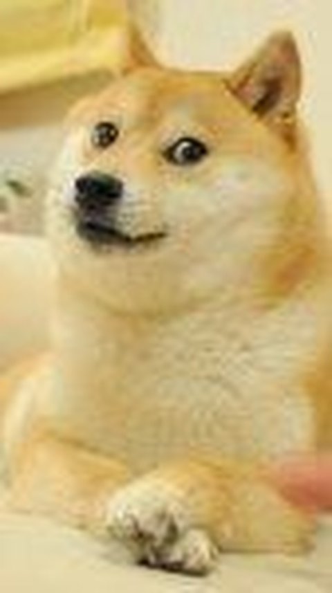 Kabosu, the Dog From the Doge Meme, Has Died