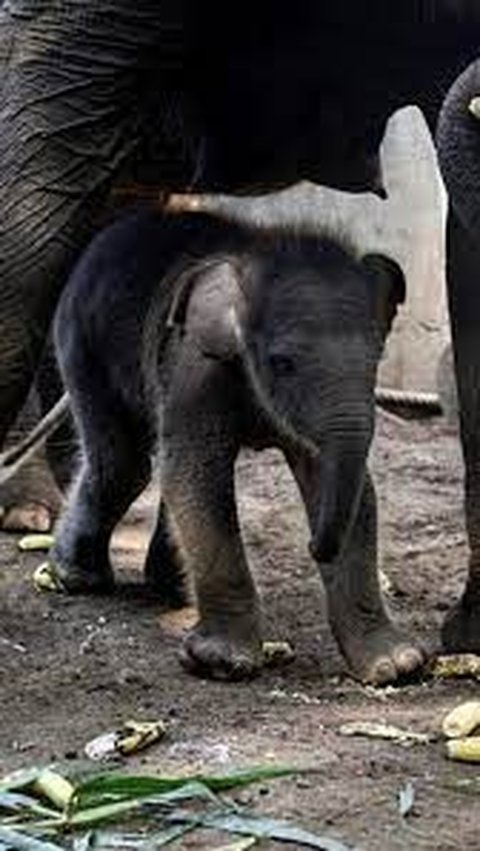 Malang, Gajah Sumatera Ditemukan jadi Bangkai Tanpa Gading di Perkebunan Aceh, Ternyata Ini Pemburunya