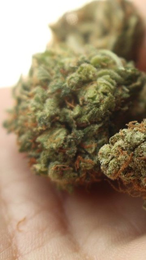 Marijuana Use in America Has Surpassed Drinking Alcohol Every Day