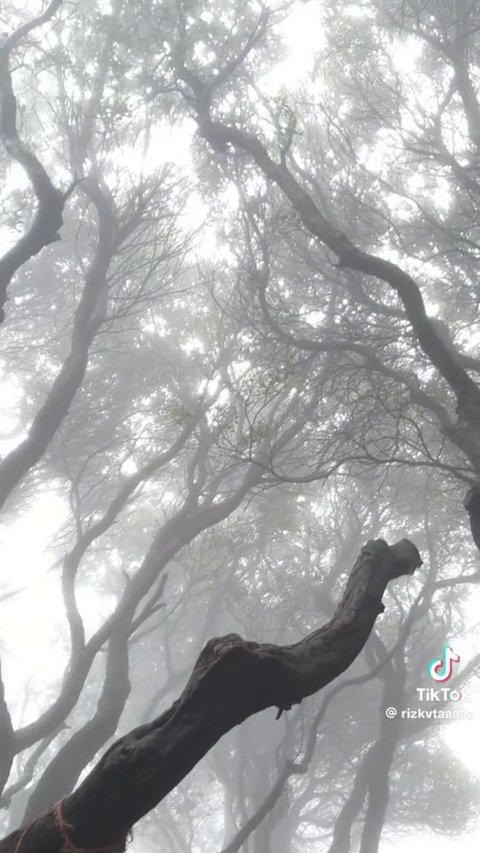 Pemandangan Halaman Belakang Warung di Jawa Barat Ini Viral, Bak Hutan di Film Harry Potter