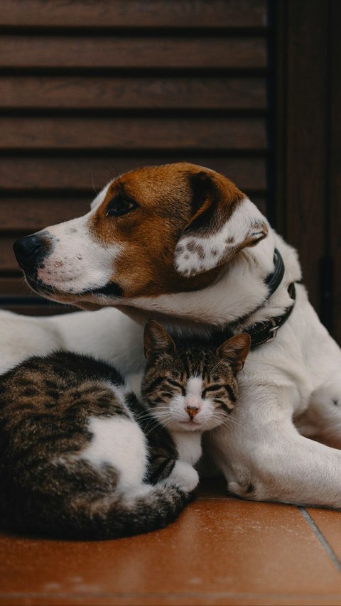 5 Movies About Cats and Dogs That Bring Our Favorite Pets to Life