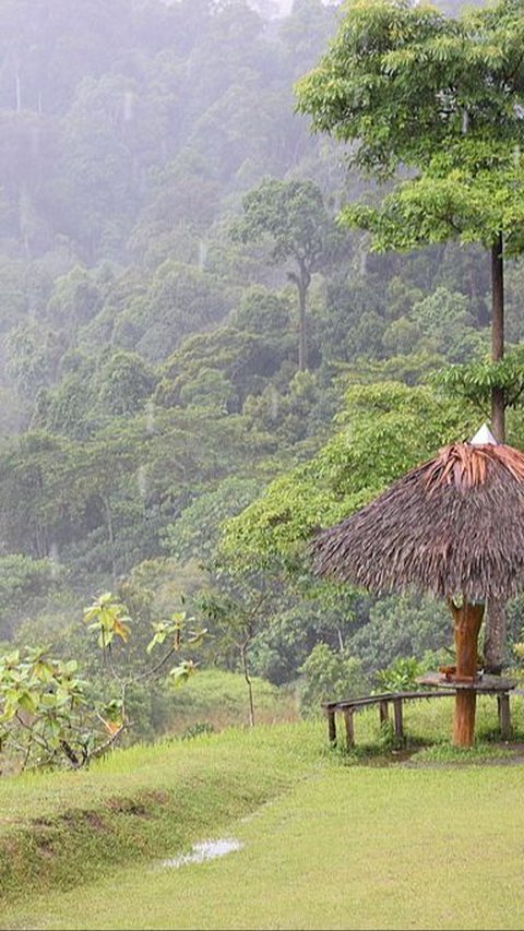 Taman Nasional Bukit Tiga Puluh, Kawasan Konservasi Orang Utan di Provinsi Riau