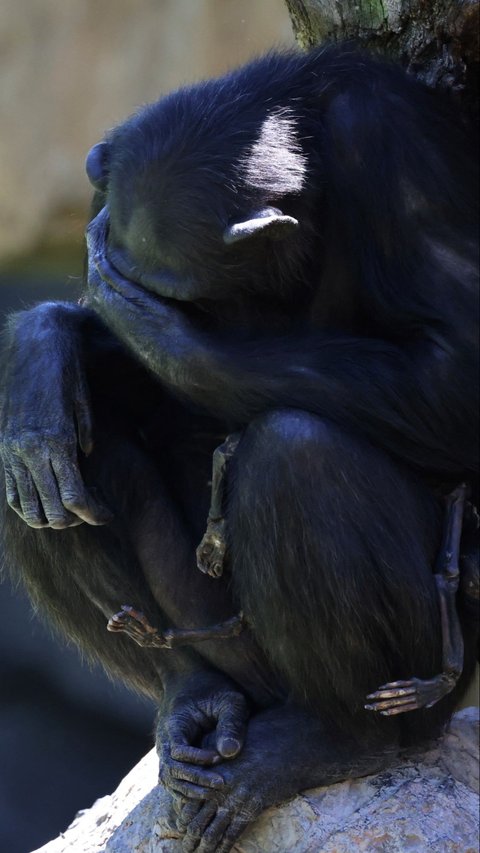 FOTO: Tak Ingin Berpisah, Induk Simpanse Ini Peluk Jasad Bayinya Selama Berbulan-bulan