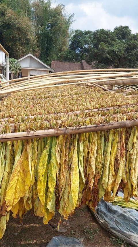 Gara-Gara Barang Ini Menjamur, Penerimaan Cukai Hasil Tembakau Terus Turun