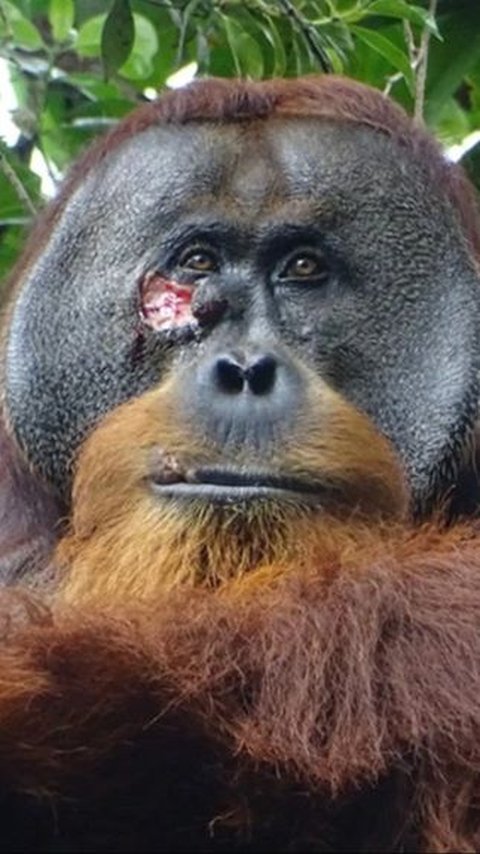 An Indonesian Orangutan Treats Its Wound With Plants