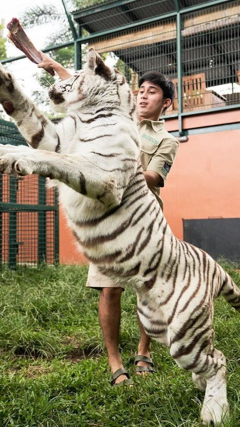 Detik-detik Alshad Ahmad Jatuh saat Main Bersama Harimau Benggala, Ungkap Sensasi Digigit Harimau