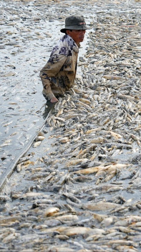 FOTO: Terpanggang Gelombang Panas Brutal, Ratusan Ribu Ikan Mati di Waduk Vietnam