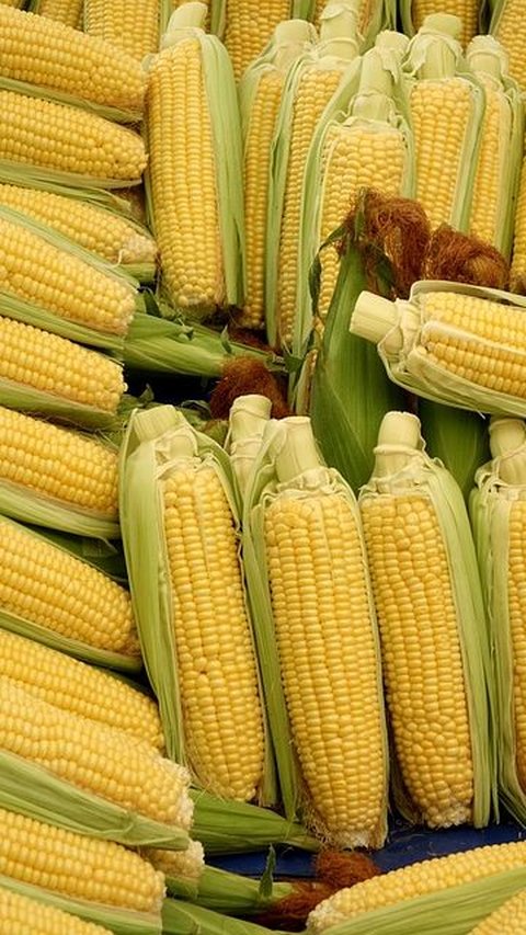 6 Fakta tentang Jagung yang Jarang Diketahui, Warna Beragam hingga Biji Genap