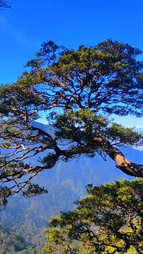 Viral Pohon Bonsai Terlarang di Gunung Salak, Pendaki Jatuh Tidak Akan Dievakuasi