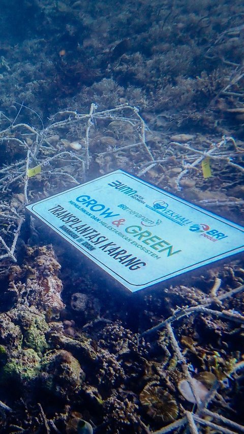BRI Menanam Grow & Green Bantu Jaga Ekosistem Laut serta Kembangkan Potensi Wisata Daerah