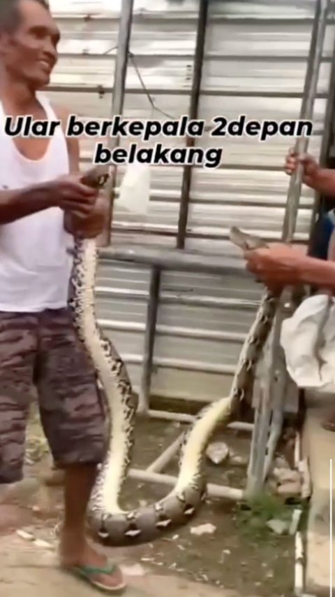 Viral Warga Tangkap Ular Berkepala Dua Depan dan Belakang Ramai di Medsos, Begini Wujudnya