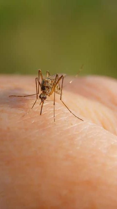 Penyebab Banyak Nyamuk di Rumah, Begini Cara Mengusirnya