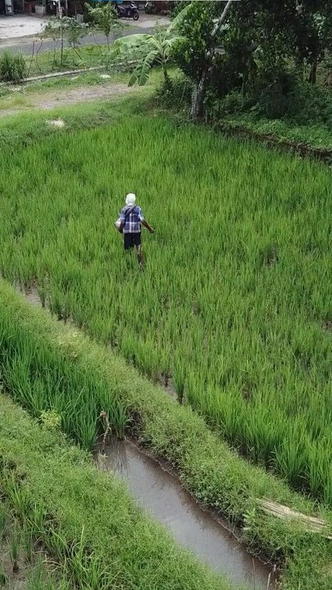 Pastikan Pupuk Subsidi Tepat Sasaran, Kementan Terbitkan Permentan No 01 Tahun 2024