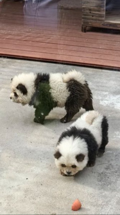 Controversy China Zoo Coloring 2 Dogs to Look Like Pandas to Attract Visitors