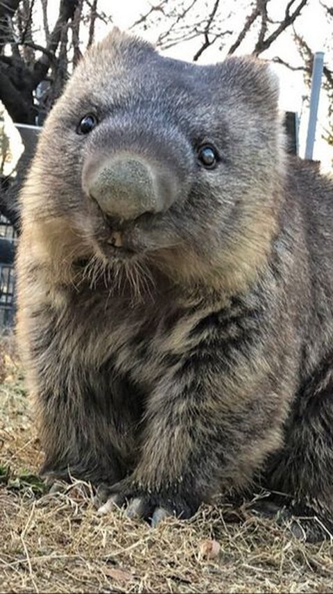 This is the Oldest Wombat in the World Turning 35 Years Old