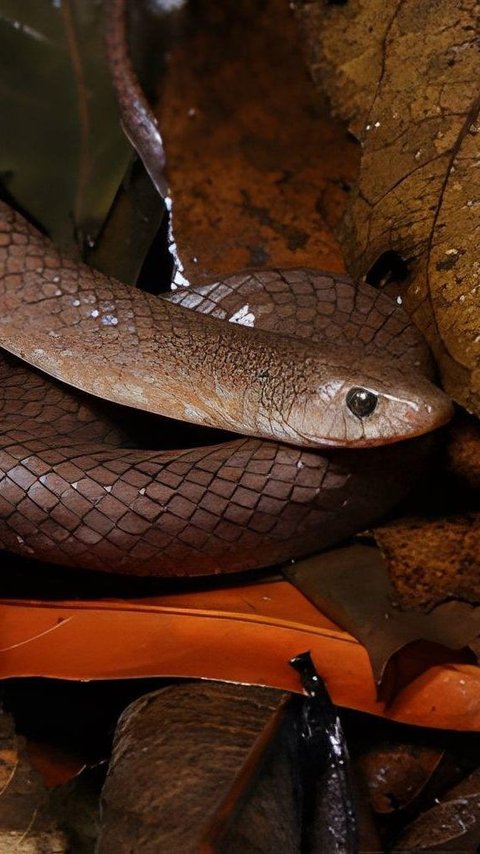 Researchers Discover a New Type of Snake that has Never Been Seen Before, Its Fangs are Shaped Like Knives and it can Climb a Five-story Cliff