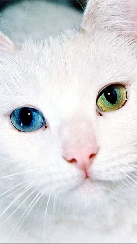 Mitos Mata Kucing Beda Warna, Dianggap Membawa Keberuntungan