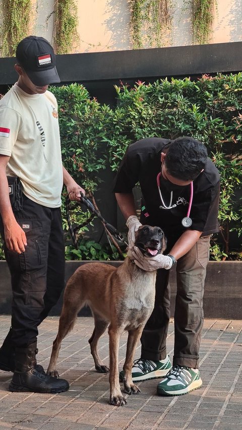 VIDEO: Viral Ribut Pendapat Soal Aksi Sekuriti Pukul Anjing di Plaza Indonesia Berujung Dipecat