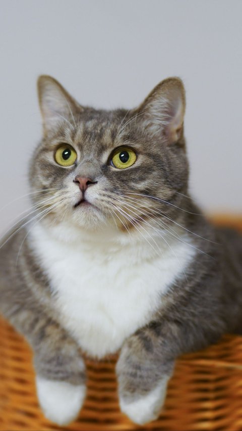 Nama Kucing Bahasa Jepang yang Mudah Diingat dan Punya Arti Baik