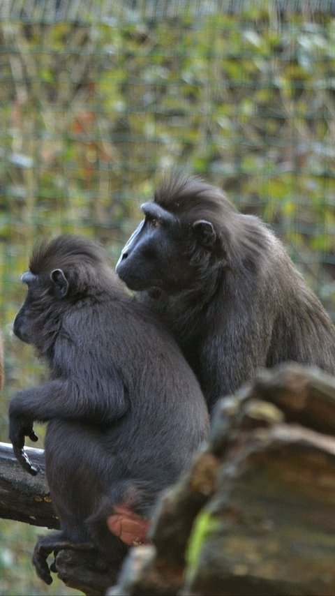 Penjelasan Lengkap Dispar Bali Soal Turis Digigit Monyet dan Bayar Rp97 Juta Suntik Rabies