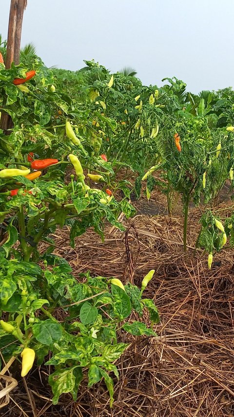 Pakai Sistem Mulsa Organik, Petani Cabai di Pesisir Timur Jambi Ungkap Keuntungannya