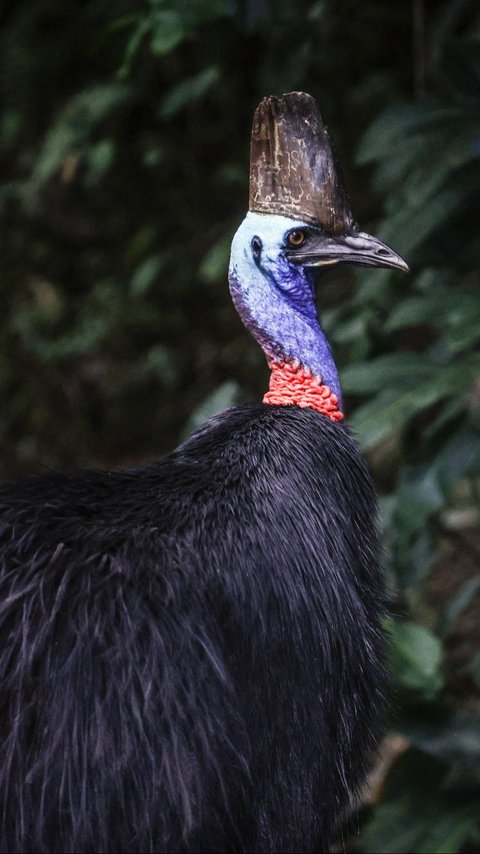 FOTO: Cantiknya Kasuari, Burung Purba Endemik Papua dan Australia yang Terancam Punah