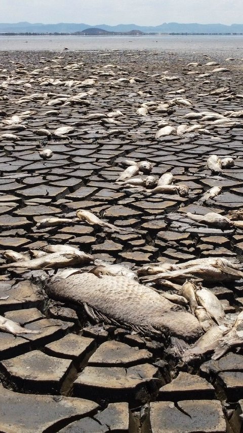 FOTO: Potret Kemarau Ekstrem Landa Meksiko: Danau Mengering, Ribuan Ikan Mati