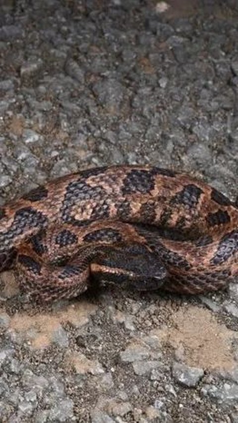 Researchers Discover New Venomous Snake Species in the Mountains, More Ferocious and Aggressive