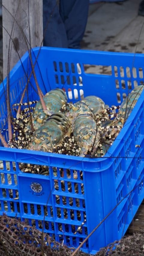 Ingin Suplai Lobster ke Pasar Global, KKP Bakal Terbitkan Sertifikasi Budi Daya Ikan yang Baik