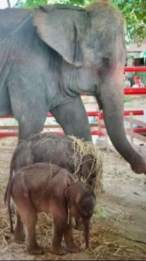 Peristiwa Langka dan Ajaib, Gajah Terancam Punah di Thailand Lahirkan Sepasang Bayi Kembar