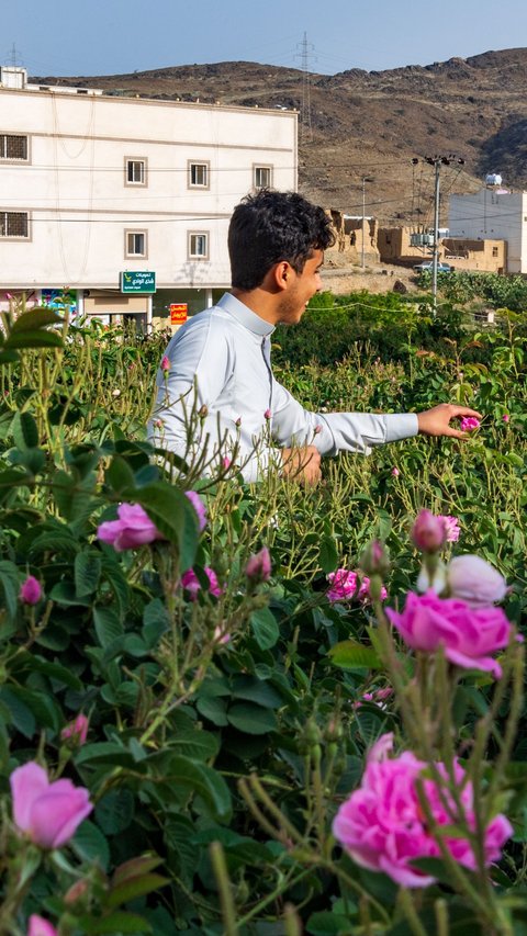 Facts about Taif City in Mecca, a Cool Place with Abundant Roses
