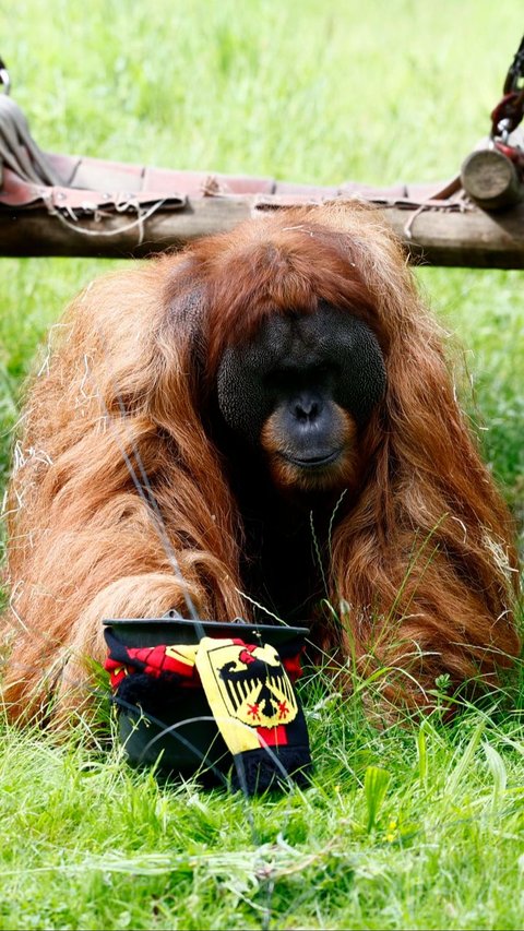 FOTO: Momen Orangutan Sumatera Prediksi Hasil Pertandingan Jerman vs Skotlandia di Euro 2024, Siapa Pemenangnya?