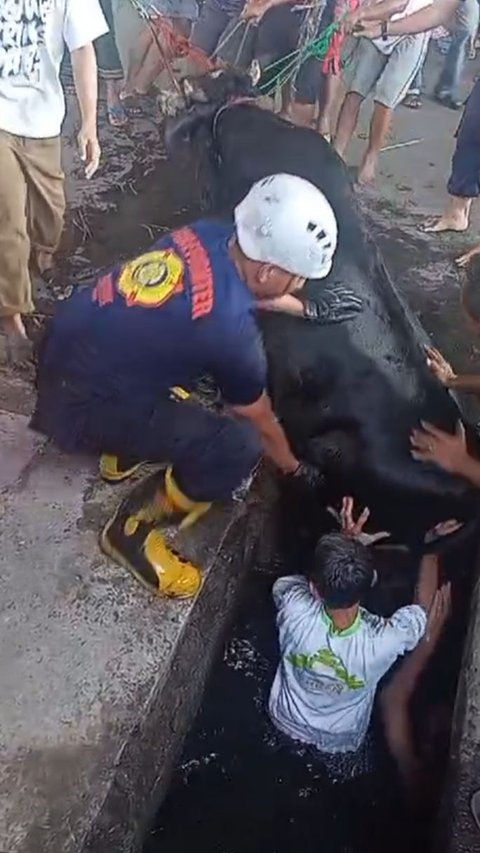 Penampakan Sapi Kurban 500 Kg Tercebur Selokan di Semarang, Dievakuasi Damkar Pakai Katrol