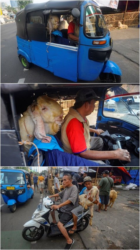 FOTO: Gaya Pembeli Serbu Hewan Kurban Sehari Jelang Iduladha, Mulai dari Kambing Naik Motor sampai Naik Bajaj