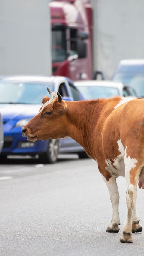 Jagorawi Traffic Jam Ahead of Eid al-Adha, Cars Unable to Move due to Stray Sacrificial Cow on Toll Road
