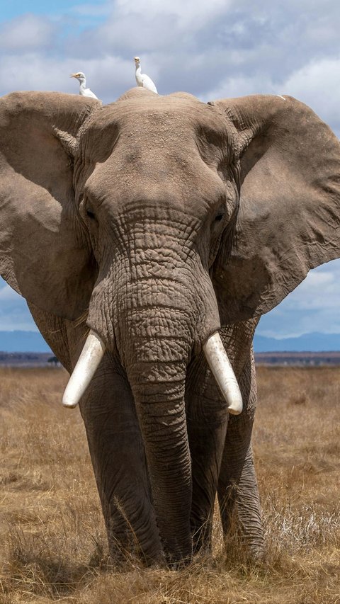 Ilmuwan ungkap Sesama Gajah Ternyata Punya Nama Masing-masing