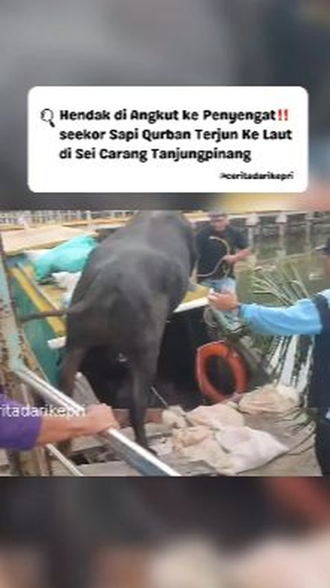 Want to be transported by boat, cows in Tanjungpinang instead jumped into the sea