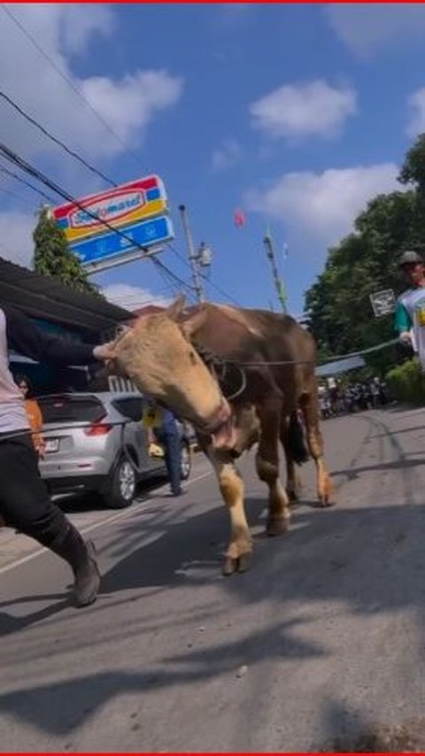 Keseruan Iduladha di Masjid Jogokariyan Jogja, Antar Hewan Kurban Pakai Aplikasi Mudah Tanpa Ribet