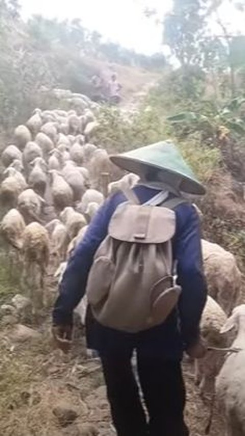 Bikin Melongo, Anggota TNI Ini Sukses Ternak Domba Sampai 300 Ekor