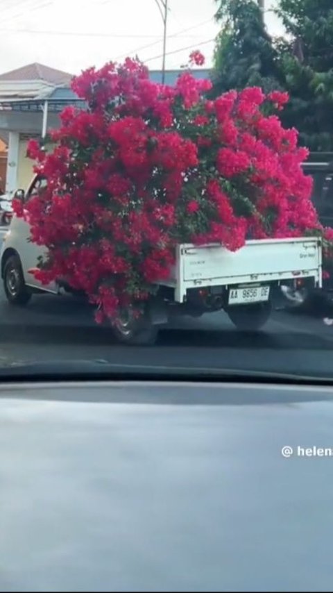 Lihat Pohon Bunga Cantik di Pinggir Jalan, Emak-emak Ini Cabut dan Bawa Pulang ke Rumah