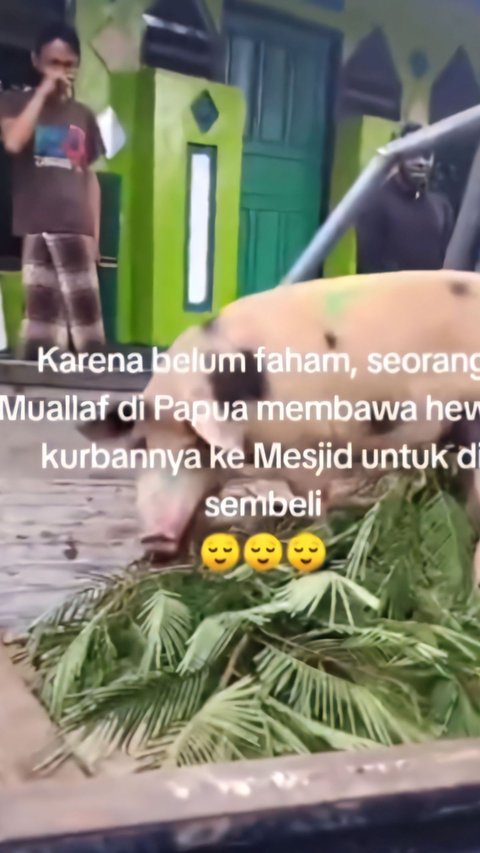 Viral! Allegedly Not Understanding the Teachings of Islam, Convert in Papua Brings a Pig to the Mosque for Sacrificial Animal