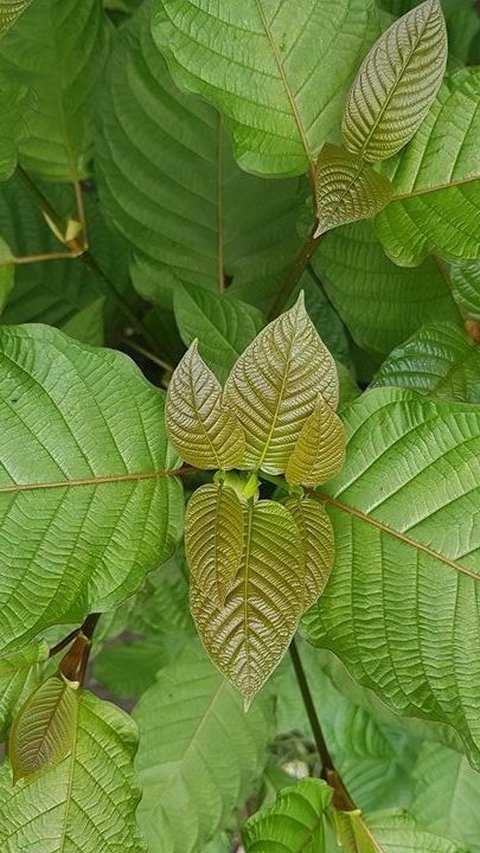 Jokowi Minta Kemendag Atur Perdagangan Tanaman Kratom