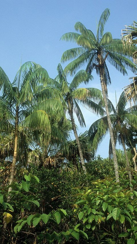 Mengenal Pohon Nibung, Tumbuhan Palma Sejuta Manfaat yang Tumbuh Subur di Bangka Belitung
