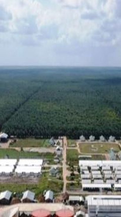PalmCo Jadi Perkebunan Sawit Terluas di Dunia, Kelola 586.843 Hektare Lahan