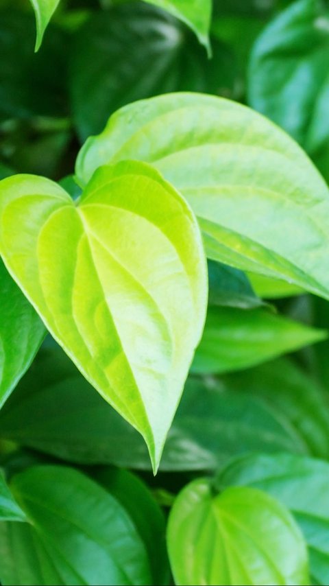 35 Benefits of Betel Leaf for Health, from Relieving Toothache to Maintaining Heart Health